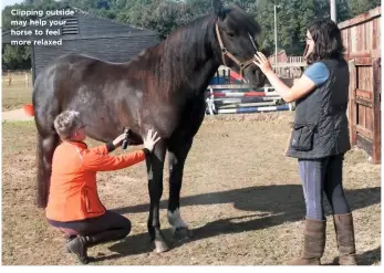  ??  ?? Clipping outside may help your horse to feel more relaxed