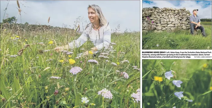  ?? PICTURES: JAMES HARDISTY ?? BLOOMING GOOD IDEA?: Left, Helen Keep, from the Yorkshire Dales National Park Authority, among wild flowers growing in this traditiona­l hay meadow; above, farmer Stephen Bostock; below, a harebell and dried grass for silage.