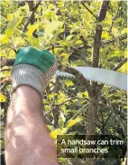  ??  ?? A handsaw can trim small branches