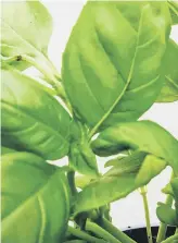  ??  ?? HERB INDOORS: Basil is ideal to grow in plant pots on a kitchen windowsill.