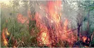  ??  ?? Forest fires destroy endemic and rare plants. Pic by Sumanasiri Gunathilak­e