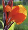  ??  ?? BRIGHT: Canna lilies