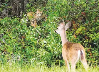  ?? Ben Dunn / Special to The Chronicle ?? A bobcat, hidden in a thicket and eyeing prey, is spotted by a doe, a black-tailed deer.