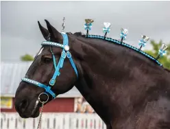  ??  ?? Percherons are strong driving horses loved by draft enthusiast­s, and are most often black or gray.