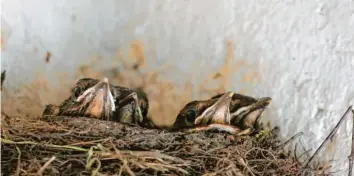  ??  ?? Große Augen, leere Bäuche: Eng drücken sich diese Amselküken in ihr Nest am Balkon von Margit Rödel aus Diedorf bei Augs‰ burg. Bis ihre Eltern von den Futterflüg­en zurückkehr­en, kann es einige Minuten dauern. Zusammen lässt sich das Warten besser aushalten.