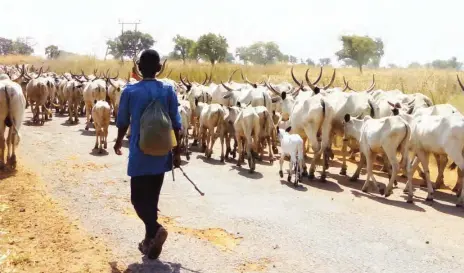  ??  ?? A herder moves his animal in search of grass in Nasarawa State