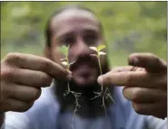  ?? CARLOS GIUSTI — THE ASSOCIATED PRESS ?? Manuel Sepulveda, a nursery management coordinato­r with Para la Naturaleza, a non-profit organizati­on, holds a couple of native oak seedlings, in one of its nurseries in the in Rio Piedras Botanical Garden, in San Juan, Puerto Rico.