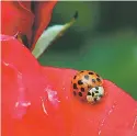  ?? ASSOCIATED PRESS FILE PHOTO ?? A Coccinelli­dae, commonly known as a ladybug, rests on the petals of a rose in Portland, Ore. A study estimates a 14 percent decline in ladybugs in the United States and Canada from 1987 to 2006.