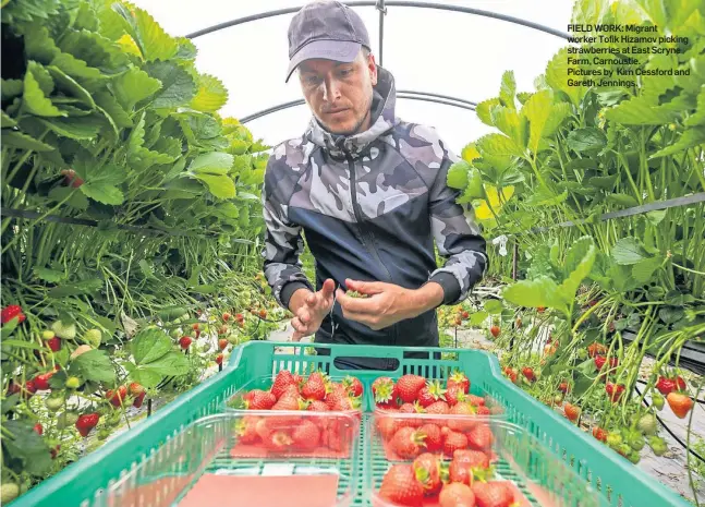  ?? ?? FIELD WORK: Migrant worker Tofik Hizamov picking strawberri­es at East Scryne Farm, Carnoustie. Pictures by Kim Cessford and Gareth Jennings.