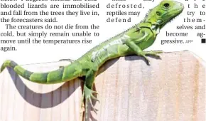  ?? AFP ?? An iguana suns itself on a fence in Ilamorada, Florida. The southeaste­rn US state is expecting iguana showers.