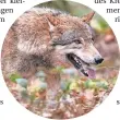 ?? FOTO: DPA ?? Die Risse von Nutztieren im Wolfsgebie­t Schermbeck nehmen zu.