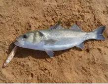  ??  ?? La pêche du bord permet d’explorer des eaux peu profondes au stickbait, une technique active et visuelle.