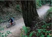  ?? SHMUEL THALER — SANTA CRUZ SENTINEL ?? Some of the 30 miles of hiking trails in the Forest of Nisene Marks State Park are open to mountain bikers.