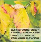  ??  ?? Stunning Parrotia Persica – known as the Ironwood tree – comes in a number of different sizes and varieties