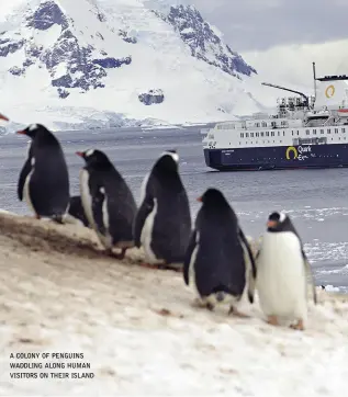  ??  ?? a colony of penguins waddling along human visitors on their island