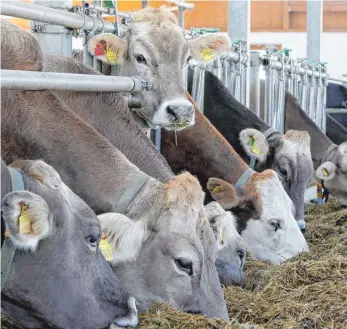  ?? FOTO: MATTHIAS BECKER ?? Der heiße und trockene Sommer 2018 sorgt bei manchen Landwirten jetzt für Knappheit beim Füttern der Tiere.