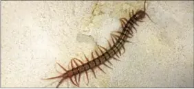  ?? DIGITAL FIRST MEDIA FILE PHOTO ?? Giant centipede