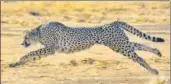  ?? GETTY IMAGES ?? The African cheetah at the Okonjima nature reserve in Namibia.