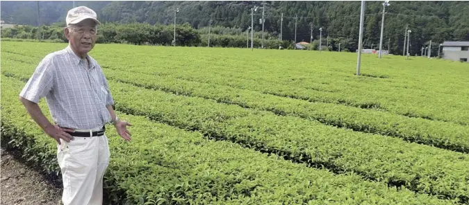  ?? The Yomiuri Shimbun ?? Isamu Harada, head of the Tanba Sasayama tea production cooperativ­e, stands in the tea fields of Tanba-Sasayama, Hyogo Prefecture.