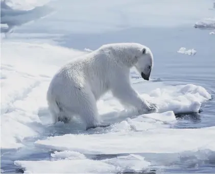  ??  ?? 0 Images of stricken polar bears have been used to highlight everything that’s wrong with global warming