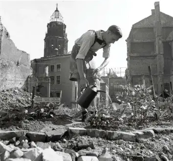  ?? Foto: Deutsche Fotothek/richard Peter sen./picture alliance ?? Neues Leben ersteht in den Trümmern: Ein junger Mann pflegt 1947 ein Gemüsebeet mitten im zerstörten Dresden (hinten das Neue Rathaus). Heute, so Autor Jähner, hieße das „Urban Gardening“.