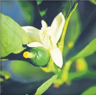  ?? Ute Woltron ?? Zitruspfla­nzen sind schön, aromatisch – und etwas zickig.