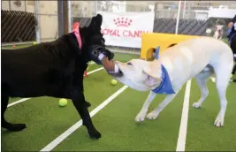  ?? JOEL ROSENBAUM — FILE PHOTO ?? Diddley, an English labrador (left) and Willie, a labrador tussle over a stuffed footballsh­aped dog toy at last year’s Doggie Bowl.