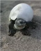  ??  ?? Smiling Burmese roof turtle emerging from an egg. Photograph: Myo Min Win/