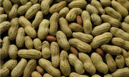  ?? Photograph: Patrick Sison/AP ?? A growing body of evidence showed that delaying allergenic foods (such as peanuts) was associated with an increased risk of developing food allergies.