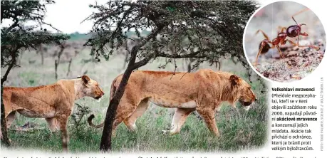  ?? ?? Velkohlaví mravenci (Pheidole megacephal­a), kteří se v Keni objevili začátkem roku 2000, napadají původní akáciové mravence a konzumují jejich mláďata. Akácie tak přichází o ochránce, který je bránil proti velkým býložravců­m.
Oba snímky představuj­í akácie před invazí (vlevo) a po ní Úbytek akácií na třetinu původního množství donutil lvy, kteří tím přišli o svůj přirozený malým druhem invazního velkohlavé­ho mravence. úkryt při lovu zeber, zaměřit se na mnohem pro ně nebezpečně­jší kořist – na