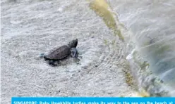  ?? — AFP ?? SINGAPORE: Baby Hawkbills turtles make its way to the sea on the beach at Sisters’ island marine park in Singapore.