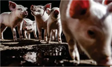 ?? ARCHIVO ?? Se han producido tres clones de cerdos cuyos órganos pueden ser trasplanta­dos a humanos.