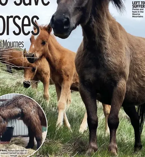  ?? ?? FRAIL Robyn uses wall to support herself on day of rescue
LEFT TO SUFFER Ponies and foals in the Mourne Mountains