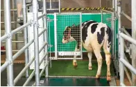  ?? The Associated Press ?? ■ In this undated photo provided by the Research Institute for Farm Animal Biology in Dummerstor­f, Germany, in September, a calf enters an astroturf-covered pen nicknamed “MooLoo” to urinate. The scientists, mimicking the process of putting a toddler on the potty until he or she has to go, put the cows in and waited until they urinated and then gave them a reward: a super sweet liquid of mostly molasses.