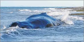  ?? PHIL VOGLER ?? Waves crash over the carcass of a whale beached near Harbourvil­le.