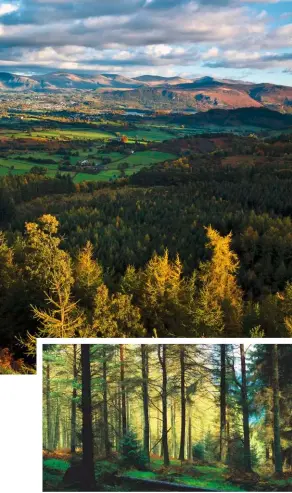  ??  ?? Top: Up high in the mountain forest with a panorama across the treetops to the Vale of Keswick, with the Helvellyn range rising beyond.
Above: Immersed in the cool and shadowy depths of Whinlatter Forest.