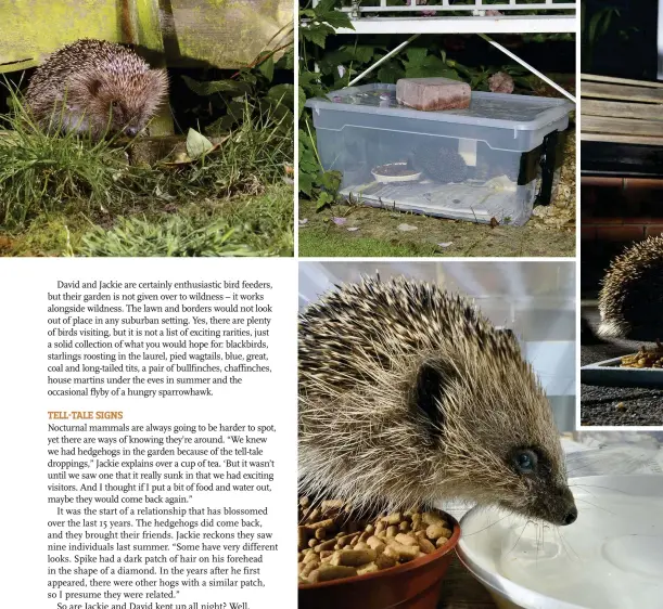  ??  ?? Clockwise from top left: gaps in fences allow hedgehogs to move between gardens; this feeder box is designed to exclude predators; by putting out pellets and water Jackie and David are helping their garden visitors.