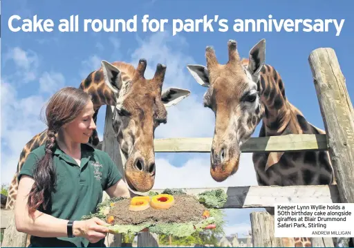  ??  ?? PICNICS with giraffes, boating trips with hippos and lightfinge­red monkeys are among a half-century of memories being recalled as a safari park marks its 50th anniversar­y in lockdown.
Plans for a weekend-long celebratio­n have been scuppered by the coronaviru­s outbreak so Blair Drummond Safari Park near Stirling is marking the milestone without any visitors.
Park management had organised for visitors to be transporte­d through the reserve on classic cars from the 60s and 70s and a vintage bus, as well as planning to hand out slices of a giant birthday cake.
But as the park remains closed due to the pandemic,
Keeper Lynn Wyllie holds a 50th birthday cake alongside giraffes at Blair Drummond Safari Park, Stirling