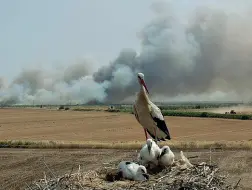  ?? ?? Il luogo L’incendio sul Gargano e un nido di cicogne (foto di Bruno Mondelli)