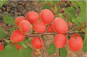  ?? GLENNEIS KRIEL ?? Apricot production is expected to be in line with that of last season, as fruit quality is generally good, according to Hortgro.