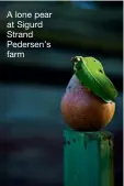  ??  ?? A lone pear at Sigurd Strand Pedersen’s farm