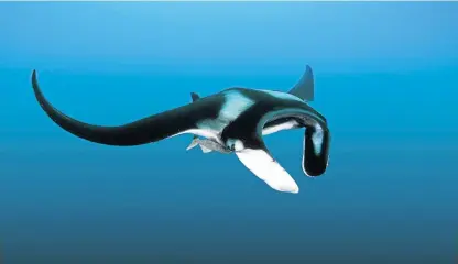  ??  ?? GENTLE GIANT: The manta ray’s wingspan can reach up to 7m and its weight up to two tonnes
