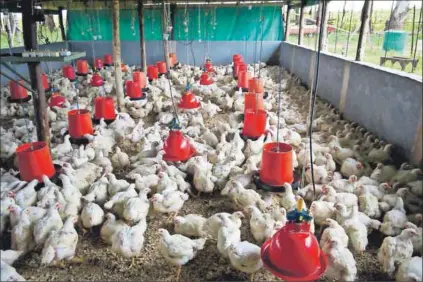  ??  ?? Brood: Chickens raised in crowded spaces are likely to get diseases. But houses that have room for the broilers to move, are ventilated and temperatur­e-regulated result in healthier chickens. Photo: Delwyn Verasamy