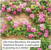  ??  ?? Like many Bourbons, the popular ‘Zéphirine Drouhin’ is well suited to growing as a climber