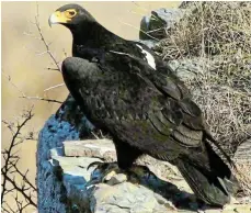  ?? Picture: LEN’S NEWS ?? MOMENT CAPTURED: A stunning picture of a verreaux (black) eagle, caught on camera by a Birdlife Queenstown member on Madeira Mountain