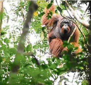  ??  ?? Rubis loved the experience of spending days on end in the forests counting Orang Utan nests as she’d get unfettered access to the primates in their habitat.