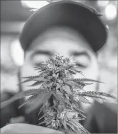  ?? CP PHOTO ?? James Gallagher, a licensed medical marijuana grower, smells a marijuana plant at a legal medical grow-op he and Yan Boissonnea­ult oversee, in Mission, B.C., recently.