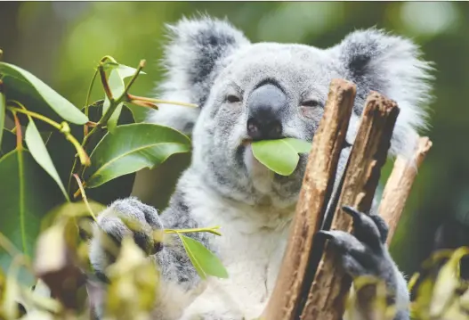  ?? GETTY IMAGES ?? Koalas survive on nothing but eucalyptus leaves. In fact, they have been known to consume 10 varieties of the plant. A species called manna gum is the koala’s favourite.