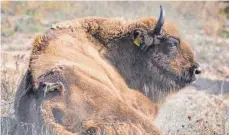  ?? FOTO: PATRICK PLEUL/DPA ?? Der Wisent ist eine europäisch­e Rinderart.