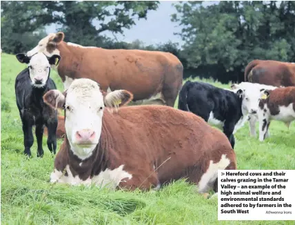  ?? Athwenna Irons ?? Hereford cows and their calves grazing in the Tamar Valley – an example of the high animal welfare and environmen­tal standards adhered to by farmers in the South West